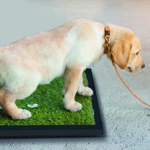 Tapete entrenador para perro MIKELS (50 x 42 cms) TS-1P