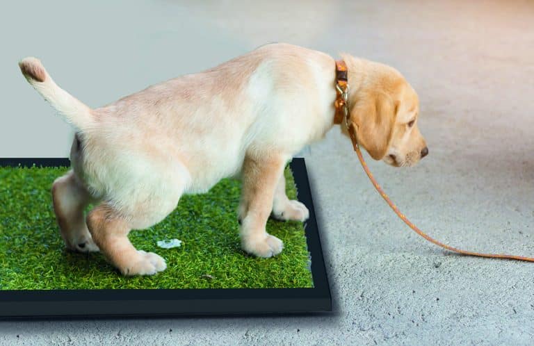 Tapete entrenador para perro MIKELS (50 x 42 cms) TS-1P